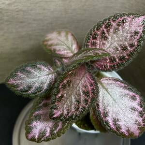 Episcia cupreata“Pink Acajau”from Colombiaエピスシア　クプレアタ　“ピンクアカジュ　②