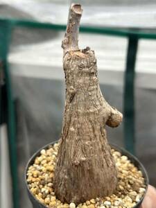 健康多肉植物 美型株フィランサス ミラビリスPhyllanthus mirabilis植木鉢塊根植物 