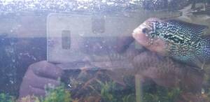 【熱帯魚】極美　フラワーホーン　約13cmと10cmの2匹　引取限定　発送不可　岐阜県岐阜市