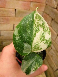 モンステラ デリシオーサ レガシー(Monstera deliciosa Variegata var.Legacy )