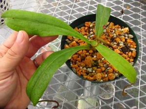 食虫植物　ネペンテス　サチコ　オリジナルクローン(Nepenthes Sachiko original clone)