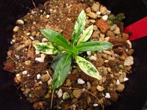 パキポディウム　ラメリー　バリエガータ(Pachypodium lamerei variegata)_画像1