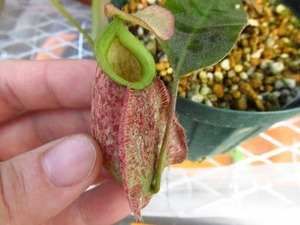 食虫植物　ネペンテス　Nepenthes Hookeriana Tricolor