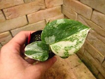 モンステラ デリシオーサ レガシー(Monstera deliciosa Variegata var.Legacy )_画像4