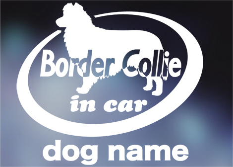 ボーダーコリー in car ステッカー。犬ステッカー