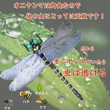 【国内匿名発送】 4匹セット 本物とほぼ同じサイズ トンボ 蜻蛉 虫よけ 虫対策 安全ピン付き お釣り 山登り キャップ 虫よけ模型 昆虫_画像3