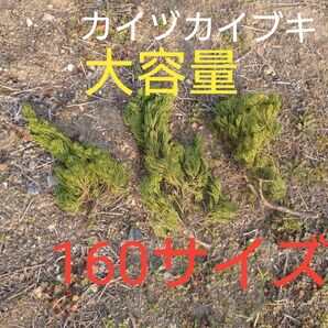 【大容量160サイズ】 カイヅカイブキ 焚き付け 枝木
