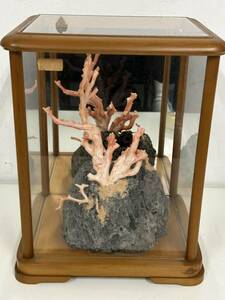 天然珊瑚　サンゴ　赤珊瑚 桃色珊瑚 鑑賞美術 置物