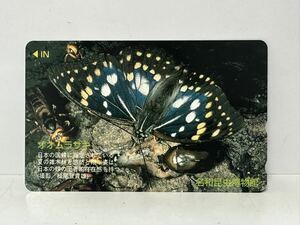  name peace insect museum oo purple unused telephone card 500 jpy 