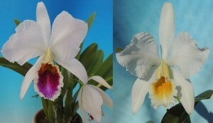 T♪洋蘭　Cattleya percivaliana x sib.( s/a 'Carache' x alba 'Sonia de Urbano') 　カトレア　 洋ラン