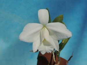 T♪小型洋蘭　Cattleya pumila f.alba`Yuki' PC/JOS 　 洋ラン