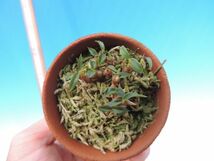 T♪小型洋蘭　　　Dendrobium parvulum 'Violet Blue' 　　 　 洋ラン_画像2