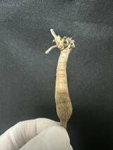 No.540ペラルゴニウム トリステ Pelargonium triste 多肉植物 冬型 塊根 2月2日撮影_画像4