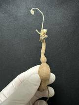 No.727 ペラルゴニウム トリステ Pelargonium triste 多肉植物 冬型 塊根 2月4日撮影_画像8