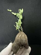 No.707 亀甲竜　ディオスコレア・エレファンティペス　Dioscorea elephantipes 塊根植物　珍奇貴重　多肉植物_画像4