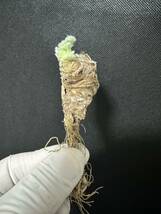 No.822 多肉植物　ペラルゴニューム　アペンディキュラーツム Pelargonium appendiculatum 2月7日撮影_画像6
