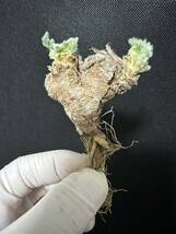 No.822 多肉植物　ペラルゴニューム　アペンディキュラーツム Pelargonium appendiculatum 2月7日撮影_画像1
