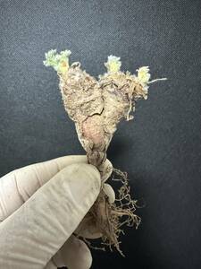 No.770 多肉植物　ペラルゴニューム　アペンディキュラーツム Pelargonium appendiculatum 2月9日撮影