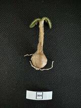 No.994 特選 多肉植物 ブルンスヴィギア・ナマクアナ Brunsvigia namaquana 2月11日撮影_画像10
