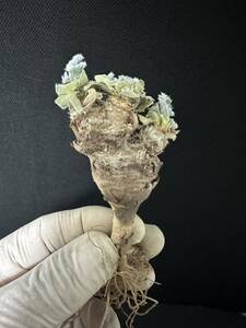 No.771多肉植物　ペラルゴニューム　アペンディキュラーツム Pelargonium appendiculatum 2月12日撮影
