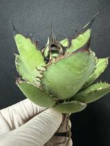 No.228 特選 多肉植物 アガベチタノタ　Agave titanota 黑火 極上大株　_画像6