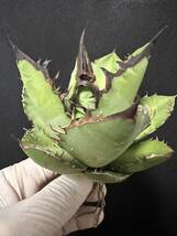 No.228 特選 多肉植物 アガベチタノタ　Agave titanota 黑火 極上大株　_画像7