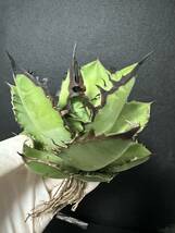 No.228 特選 多肉植物 アガベチタノタ　Agave titanota 黑火 極上大株　_画像8