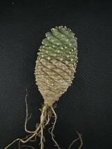 No.233 ユーフォルビア・ブプレウリフォリア ”鉄甲丸”(Euphorbia bupleurifolia)/塊根植物 コーデックス 多肉植物_画像3