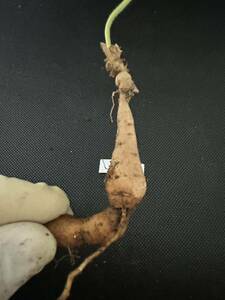 No.414 ペラルゴニウム トリステ Pelargonium triste 多肉植物 冬型 塊根 2月25日撮影