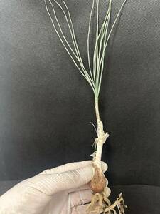 No.450 特選 珍奇植物 Gethyllis britteniana 極上1株 2月26日撮影