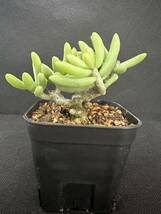 No.477 希少珍奇植物　チレコドン・デシピエンス Tylecodon decipiens Grootmis多肉植物 塊根　高級品種_画像2