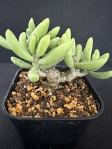 No.477 希少珍奇植物　チレコドン・デシピエンス Tylecodon decipiens Grootmis多肉植物 塊根　高級品種_画像8