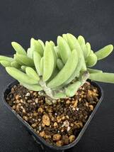 No.477 希少珍奇植物　チレコドン・デシピエンス Tylecodon decipiens Grootmis多肉植物 塊根　高級品種_画像7