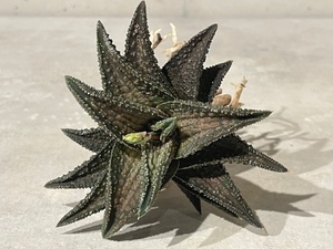 Plant■鬼瓦 ハオルチア/ハオルシア/Haworthia/W8.5cm■塊根植物/観葉植物/コーデックス/サボテン/多肉植物