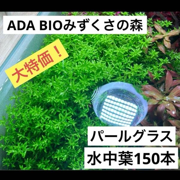 【水草】パールグラス　水中葉150本以上！ADA BIOみずくさの森