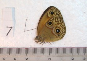 蝶三角紙標本　S.Sulawesiの蝶　⑦　1ex　