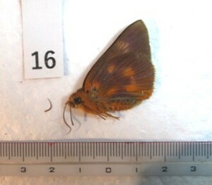 蝶三角紙標本　S.Sulawesiの蝶　⑯　1ex　