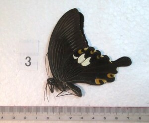 蝶三角紙標本　S.Sulawesiの蝶　③　1ex　