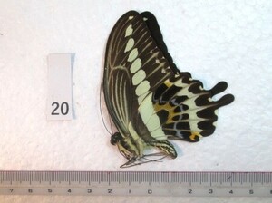 蝶三角紙標本　S.Sulawesiの蝶　⑳　1ex　