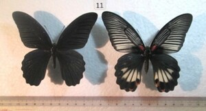  butterfly specimen length Kia ge is ⑪ Kagoshima prefecture Amami Ooshima production 1 pair 