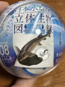 日本水族館 立体生物図録 シロチョウザメ