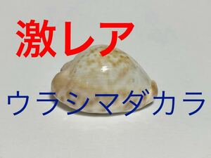 激レア ウラシマダカラ タカラガイ ペルシャ湾産 貝殻 標本 アンティーク 置物