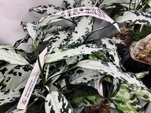 ●妖鳥 × 氷肌玉骨● Aglaonema pictum 妖鳥 × 氷肌玉骨【LA00-f1-1/14】アグラオネマ ピクタム LA便ネームド 交配 厳選良株