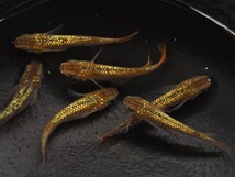 【畑めだか】若魚 琥珀ラメ メダカ 15匹＋α_画像4