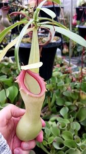 （食虫植物）Nepenthes ventricosa Quezon No1 ネペンテス　ベントリコーサ　ケソン