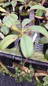 （食虫植物）Nepenthes erucoides(Mt.Redondo Dinagat)ＯＦ　ネペンテス　エリコイデス