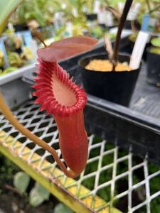 （食虫植物）Nepenthes edwardsiana Tambuyukon NL ネペンテス　エドワードシアナ　タンブユコン　