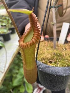 （食虫植物）Nepenthes edwardsiana(20190223)ネペンテス　エドワードシアナ