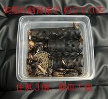 ステンレス金網使用 爬虫類 両生類 デュビア コオロギ レッドローチ 飼育ケース 飼育ケージ 小 _画像6
