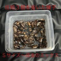 ステンレス金網使用 爬虫類 両生類 デュビア コオロギ レッドローチ 飼育ケース 飼育ケージ 小 _画像7